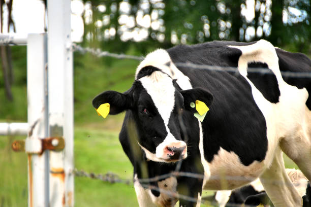 Sanidade Bovina: Proteja seu Rebanho e Garanta a Qualidade do Leite - Grupo Origen - Mais Leite, Mais Quailidade, Mais rentabilidade